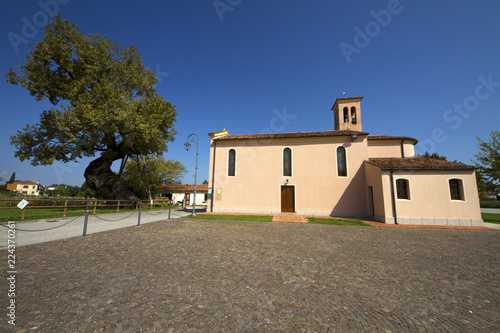 Secular oak tree in Fossalta di Portogruaro (Ve), almost 700 years old photo