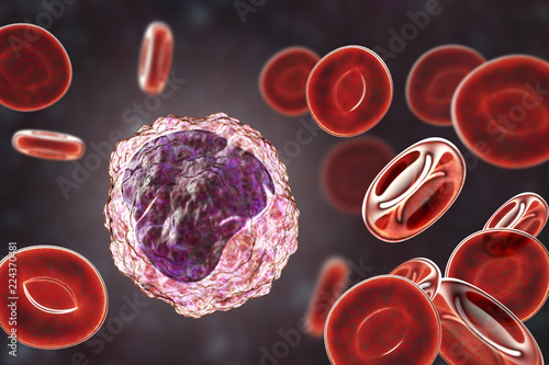 Monocyte surrounded by red blood cells photo