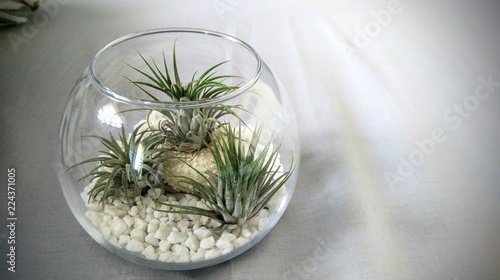 Air Plants, Tillandsia in glass jar arrangement with Pebbles and Stones