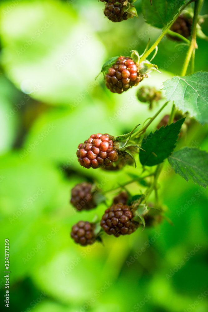 Ripe and unripe blackberries on bush. Selective focus. Shallow depth of field. Ripe and unripe blackberries on bush. Selective focus. Shallow depth of field.