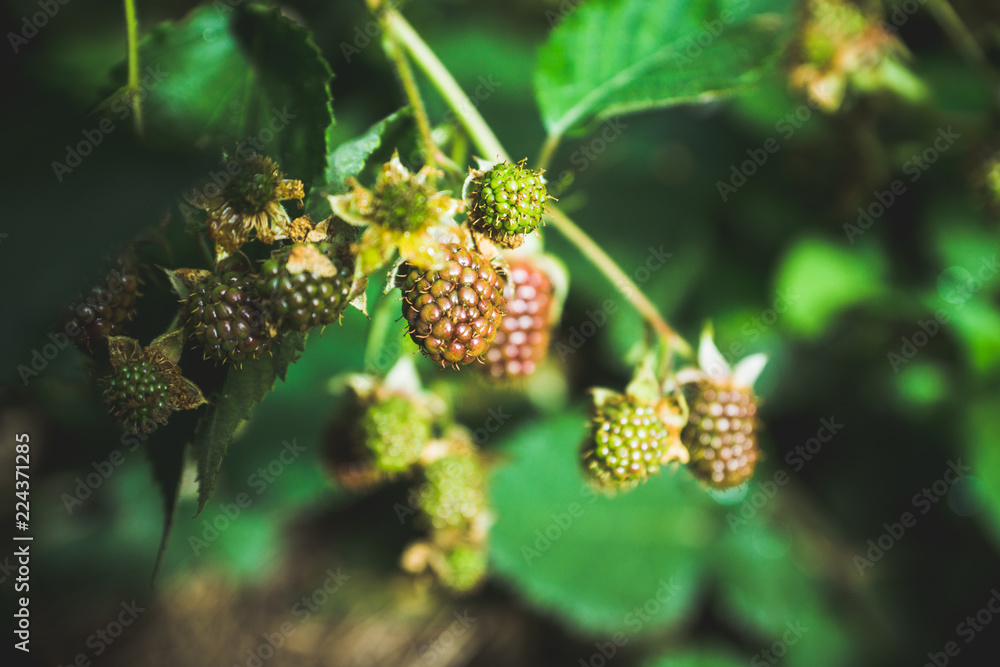 Ripe and unripe blackberries on bush. Selective focus. Shallow depth of field. Ripe and unripe blackberries on bush. Selective focus. Shallow depth of field.