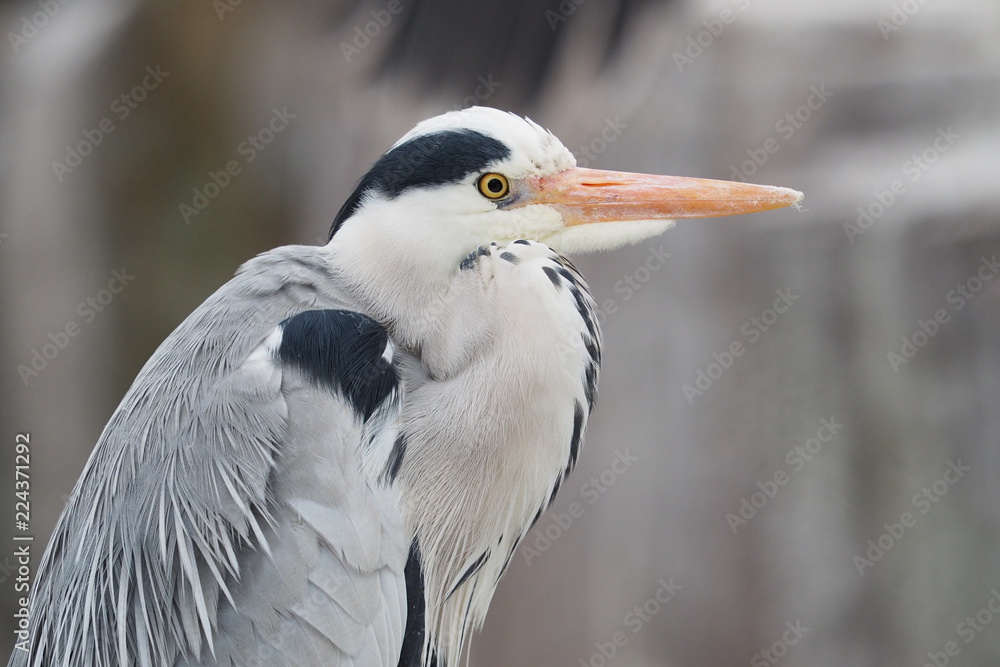 アオサギの横顔