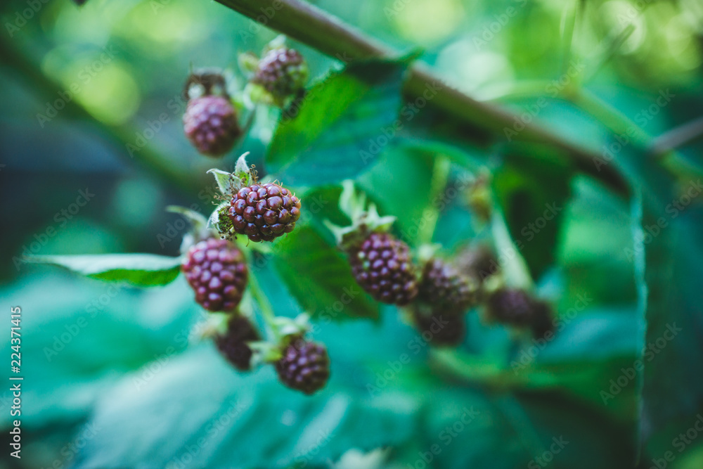 Ripe and unripe blackberries on bush. Selective focus. Shallow depth of field. Ripe and unripe blackberries on bush. Selective focus. Shallow depth of field.