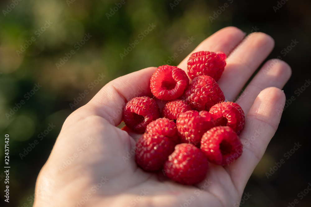 A handful of raspberries in female hand A handful of raspberries in female hand