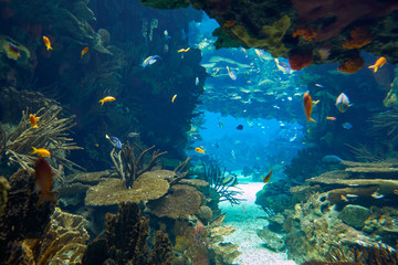 Fototapete Unterwasser Unterwasserwelt im Ozeanarium von Lissabon  © Serg Zastavkin