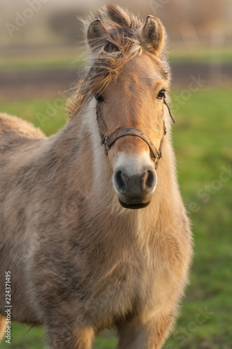 Halflinger horse portrait