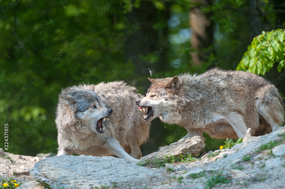 Obraz premium Two gray wolves snarling aggressive