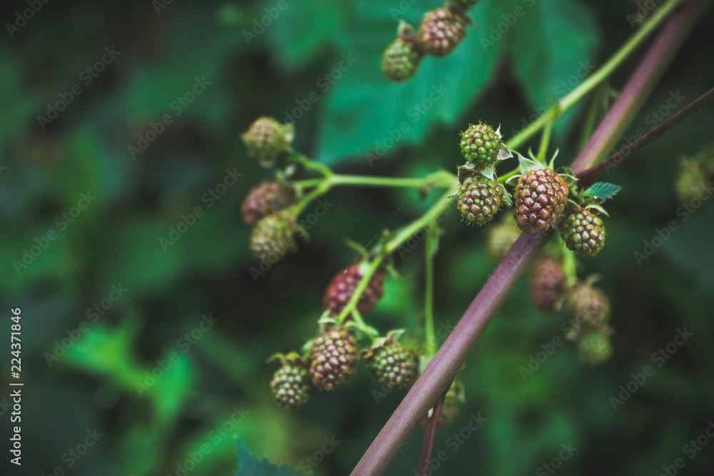 Ripe and unripe blackberries on bush. Selective focus. Shallow depth of field. Ripe and unripe blackberries on bush. Selective focus. Shallow depth of field.