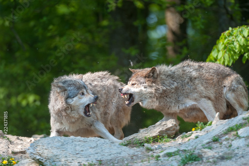 Two gray wolves snarling aggressive