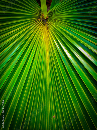 Beautiful bright green palm