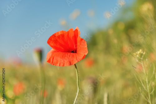 red poppy field with the sunshine closeup