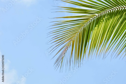 palm coconut leaves  on blue sky © sema_srinouljan