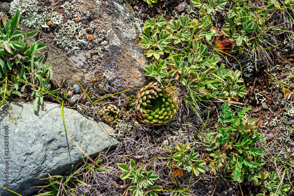 Plants of Chui steppe. Succulents. View from above and stone Plants of Chui steppe. Succulents. View from above and stone