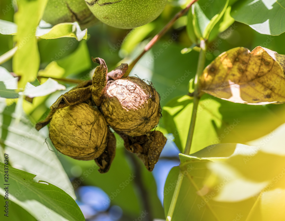 Fototapeta premium Walnut on the branch of the walnut tree falls out of the shell.