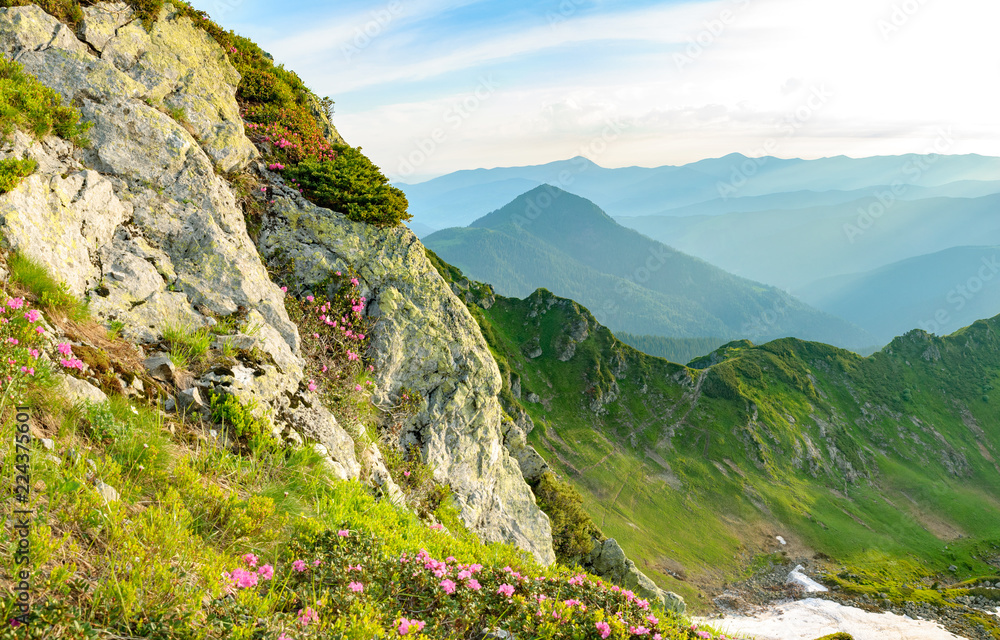 Obraz premium Blossom on rhododendron on rock in mountains