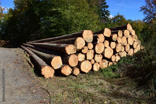 lange gerade Baumstämme photo