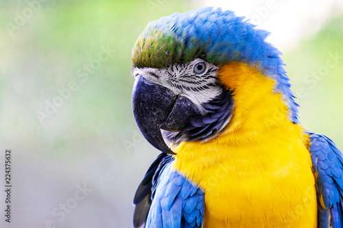 Arara Canindé - Macaw Parrot