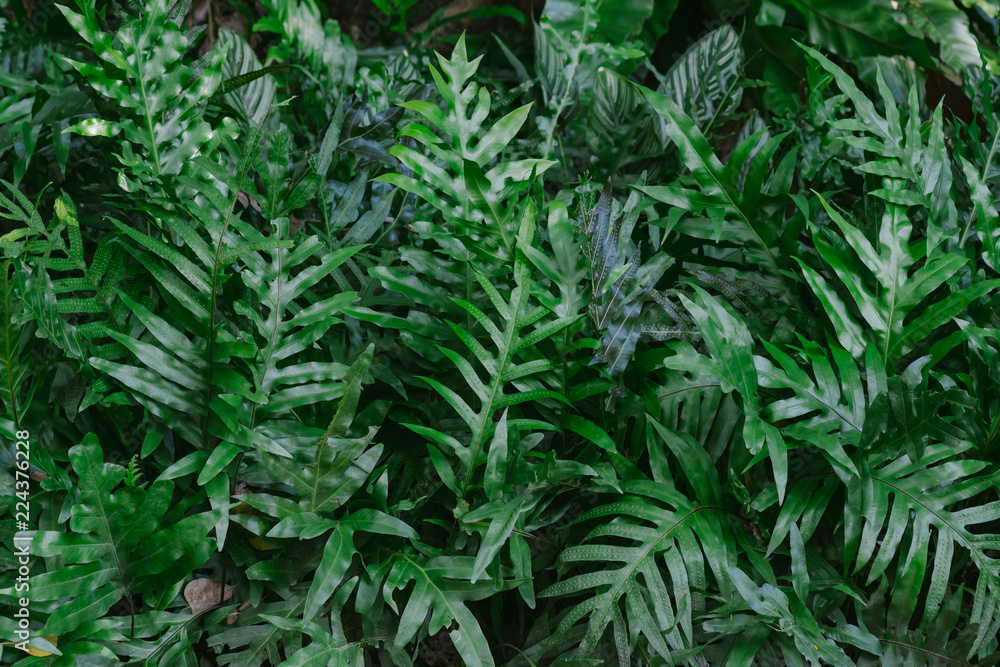 Green background concepts.jungle leaf close up Green background concepts.jungle leaf close up
