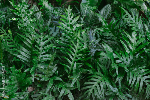 Green background concepts.jungle leaf close up