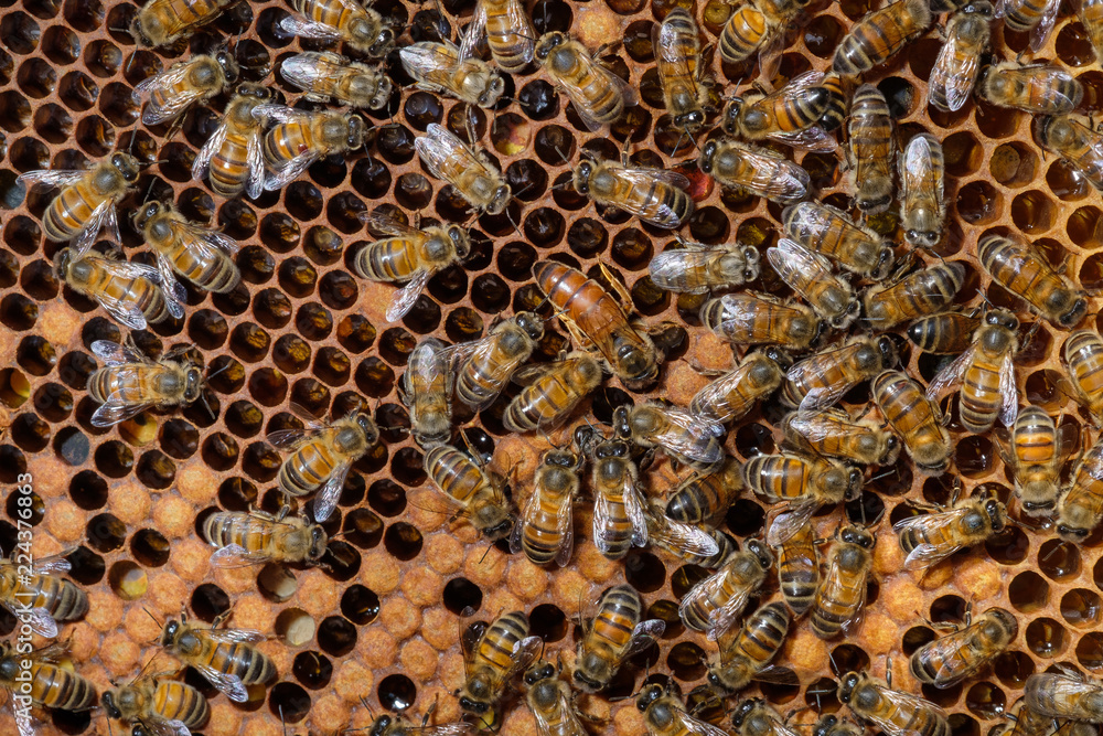 alvéole de ruche et ses abeilles - reine alvéole de ruche et ses abeilles - reine