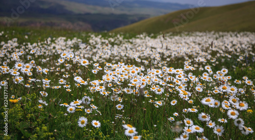 Alpine meadow with blossoming daisies