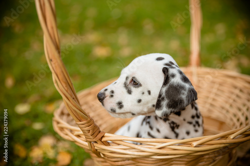 dog breed Dalmatian on a walk beautiful portrait.Dalmatian puppy in a meadow in fall season. Autumn time.adorable dalmatian puppy in a basket.Copy space © Yulia