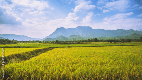 background landscape rice yellow gold. During the harvest season. Asian thailand