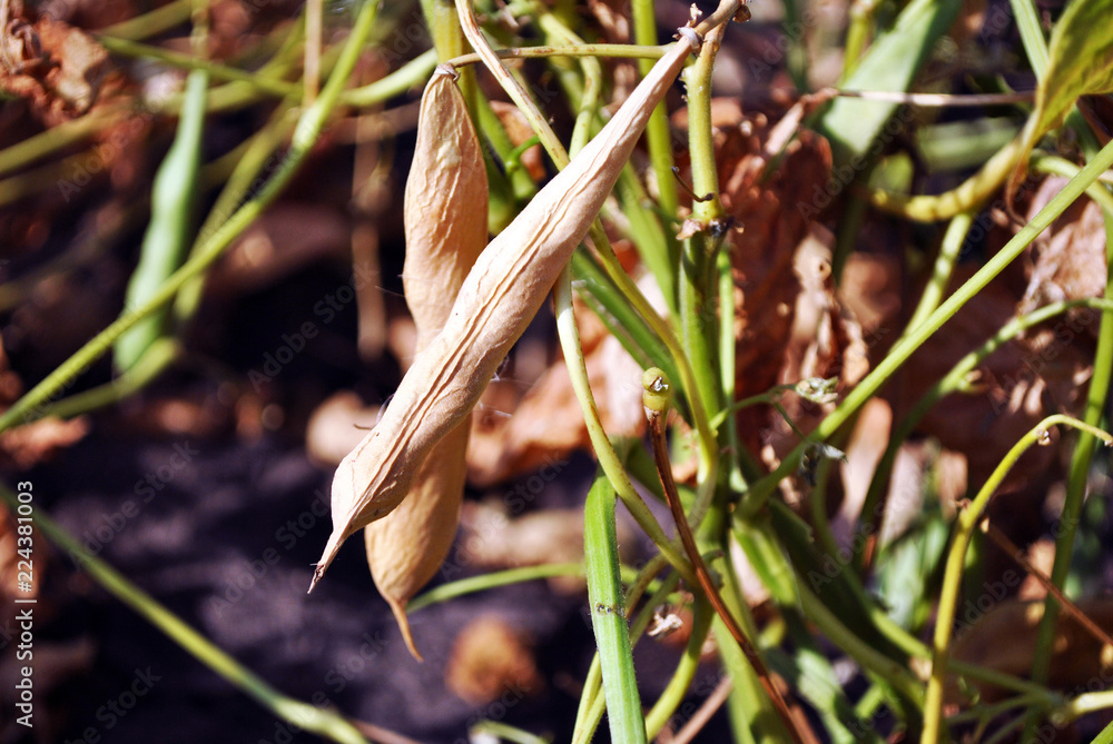 Kidney beans plants, stem with ripe yellow pods on blurry soil background close up detail Kidney beans plants, stem with ripe yellow pods on blurry soil background close up detail