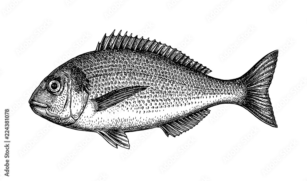 Obraz premium Ink sketch of gilt-head sea bream.