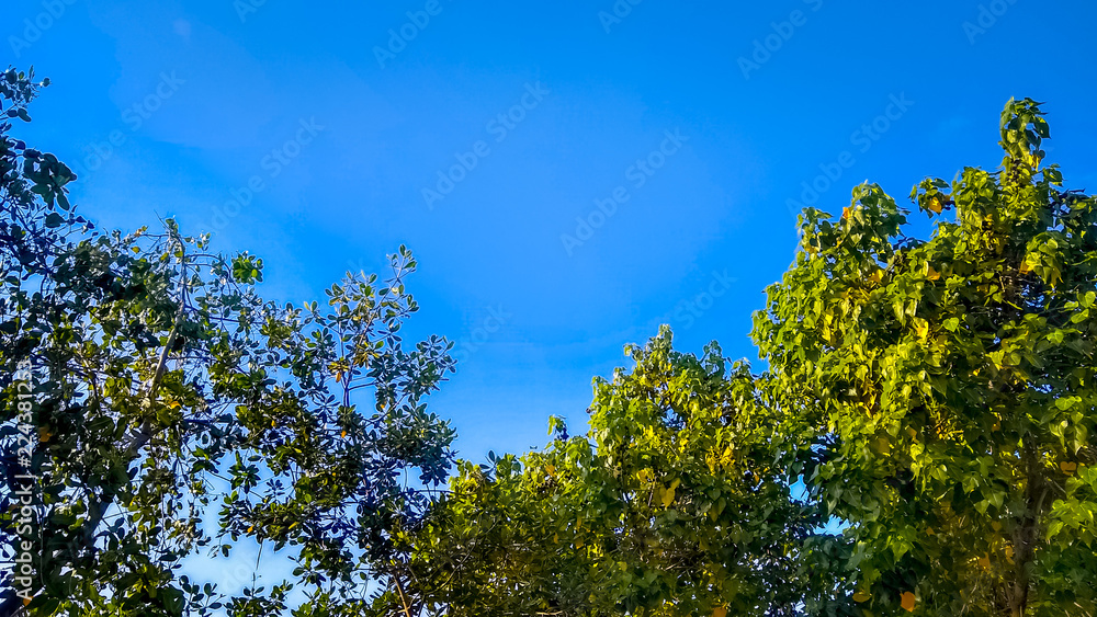 Obraz premium Lindia sunny day with blue sky among the trees