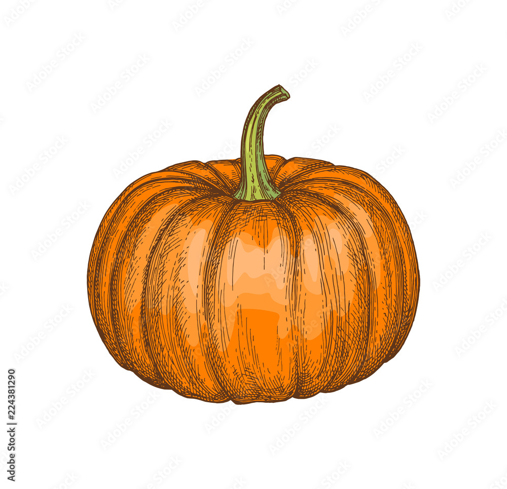 Fototapeta premium Ink sketch of pumpkin
