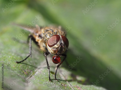 Image of a fly with a red liquid on its mouth. © Alexandre