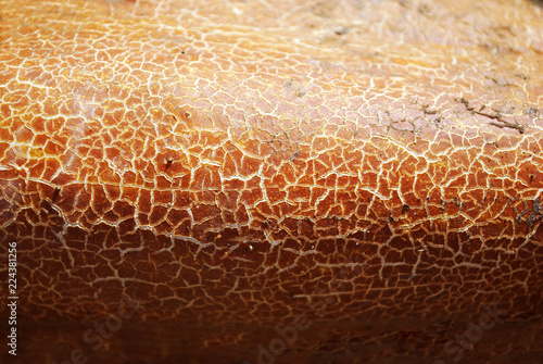 Fotografija Overripe red cucumber skin with white cracks, natural organic texture background
