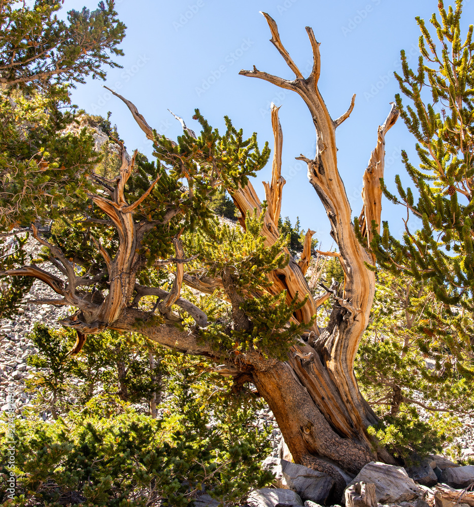 Fototapeta premium bristlecone pine