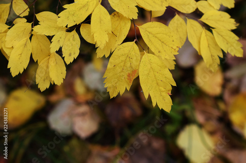 Natural autumn background. The leaves of the trees in the setting sun. Colorful autumn forest. Yellow and red leaves of trees.