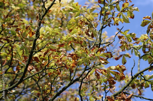 Another autumn day in park