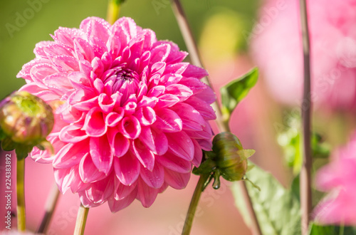 Pinke Balldahlie (Asteraceae) im Licht der Sommersonne. photo