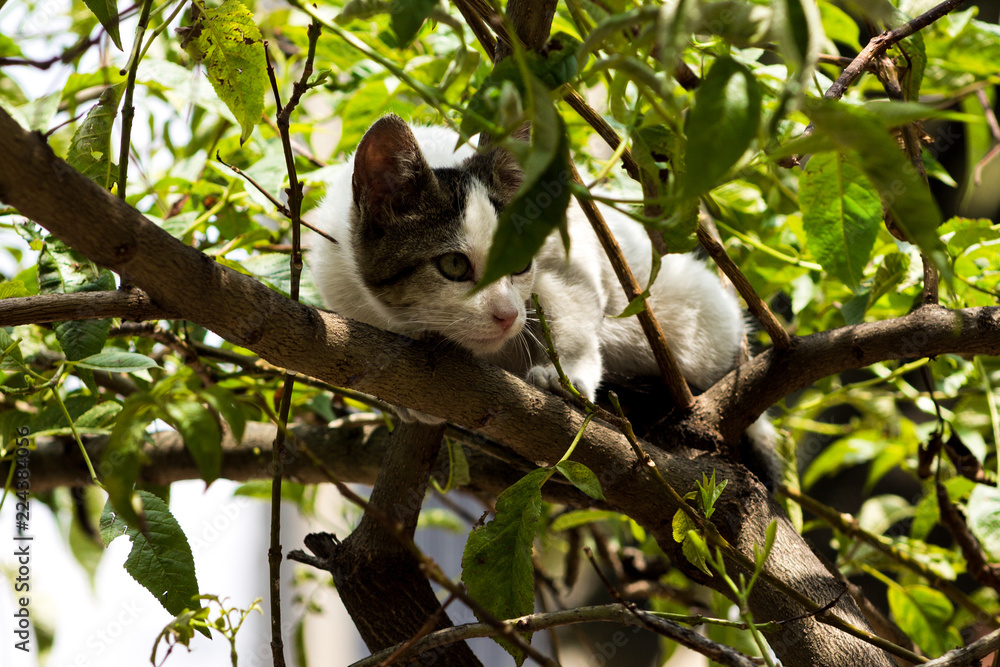 Fototapeta premium Gato en arbol