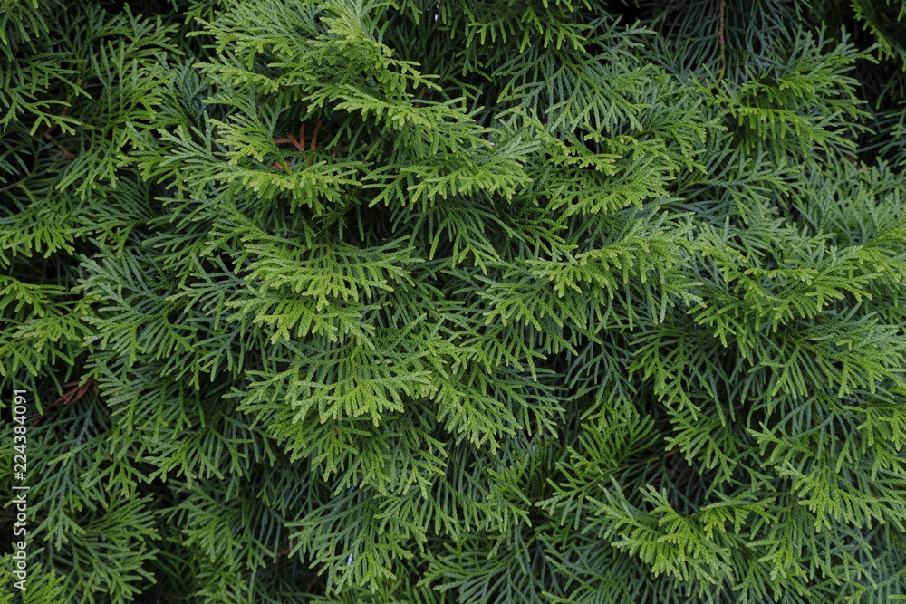 Picea glauca Conica dwarf decorative coniferous evergreen tree. White spruce, Canadian spruce, skunk, Black Hills, western white, Alberta white, Porsild spruce