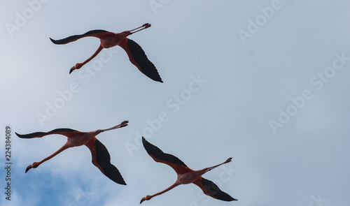 Galapagos flamingos in flight over Espanola Island Galapagos Pacific Ocean