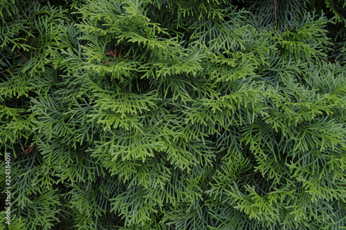Picea glauca Conica dwarf decorative coniferous evergreen tree. White spruce  Canadian spruce  skunk  Black Hills  western white  Alberta white  Porsild spruce