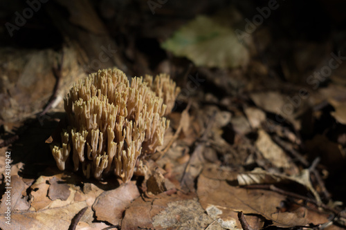 Edible forest mushroom Ramaria flava