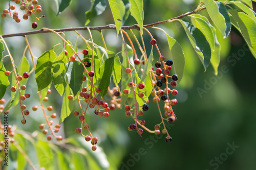 A twig of bird cherry with black, red and pink berries surrounded with green leaves