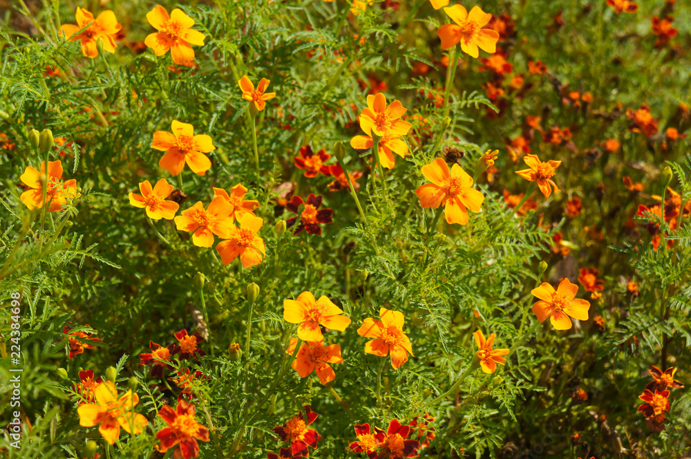 Tagetes tenuifolia or signet marigold minimix many orange and yellow flowers