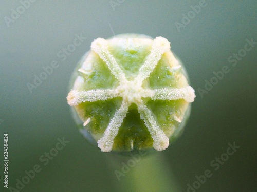 Long-headed Poppy (Papaver dubium): crown photo