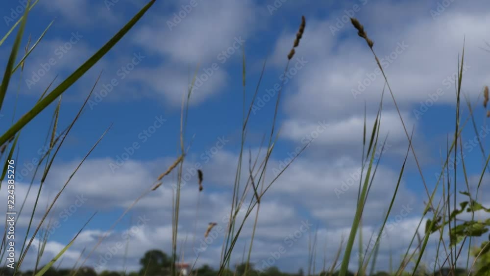 Time lapse background with blurred, moving clouds on the blue sky. In the foreground, spikelets and grass are in focus. Time lapse background with blurred, moving clouds on the blue sky. In the foreground, spikelets and grass are in focus.