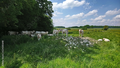 veaux et vaches dans une pature de Remigny 02
 photo