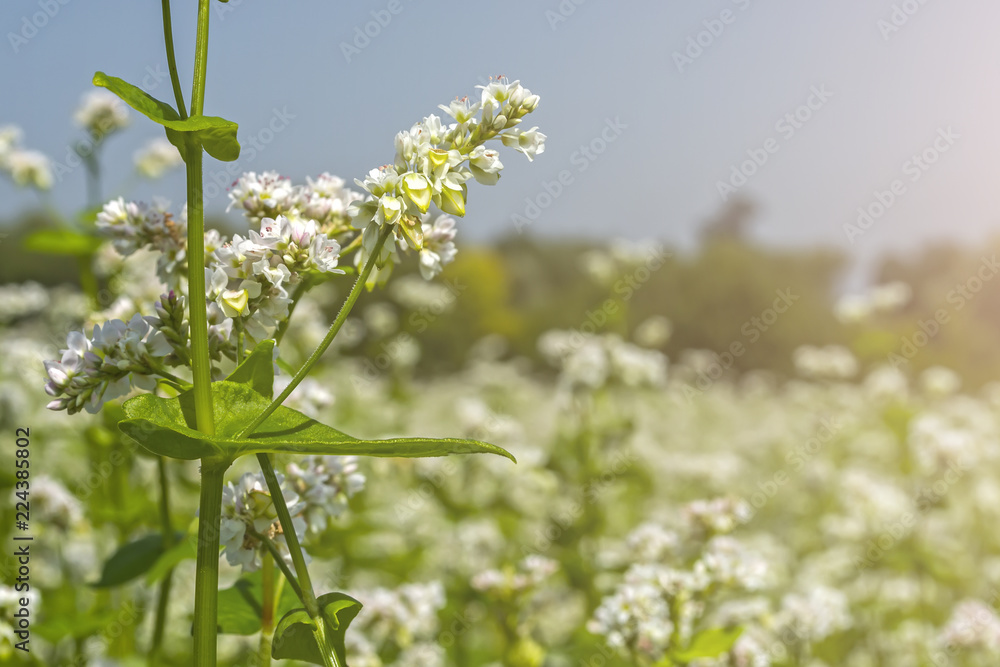 field of flowering buckwheat against the sky with clouds field of flowering buckwheat against the sky with clouds