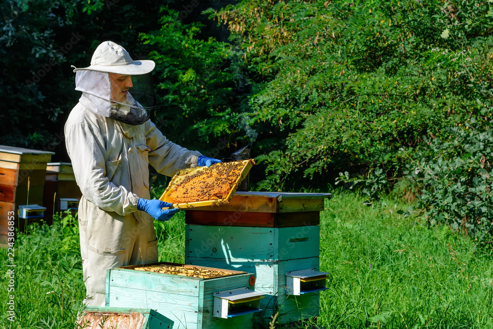 Beekeeper on apiary. Beekeeper is working with bees and beehives on the apiary. Apiculture concept Beekeeper on apiary. Beekeeper is working with bees and beehives on the apiary. Apiculture concept