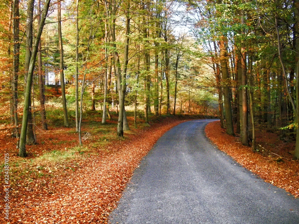 Fototapeta premium Broad leaf tree forest with curved asphalt road at autumn / fall daylight, colorful foliage. Countryside landscape.Relaxing nature. .